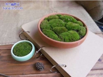超精致而养眼的苔藓造景（9张）