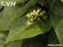 中草药大全―落葵