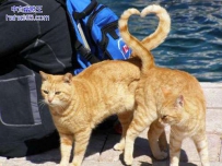 有爱的俩猫咪