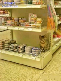 带我家猫咪逛商场，逛到宠物食品那里就不走了