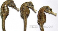 海马的药效和食用方法