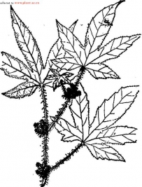 中草药大全―五爪风