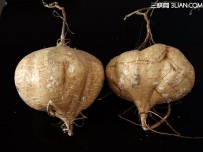 豆薯的栽培技术