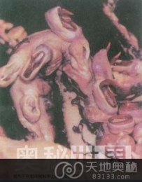 深海巨型乌贼：深海中的巨型怪物（图）
