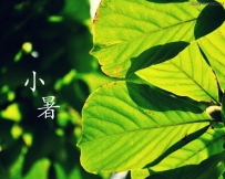 小暑时节苹果树要注意防螨类害虫