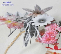 植物标本（12张）