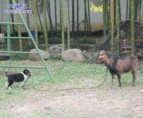 一只负责任的牧羊犬！