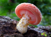 你绝对没见过！20种最神奇诡异的蘑菇