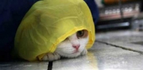 爱躲猫猫的喵星人（13张）
