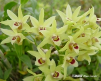 铁皮石斛种植介绍