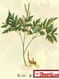 中草药大全―黄三七