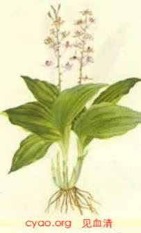 中草药大全―见血清