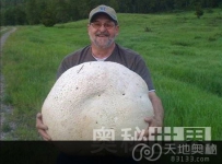 加拿大男子发现26公斤重巨型蘑菇（图）