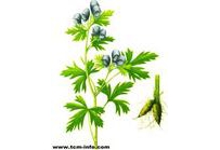 中草药大全―金牛七