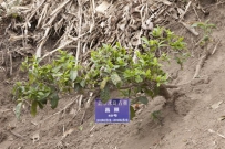 (茶人手记)一个国际注册评茶师眼中真实的冰岛古树茶