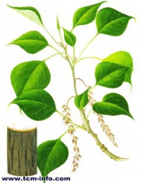 中草药大全―小青杨