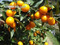 秋分至立冬期柑园管理要点