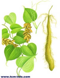 中草药大全―粘山药