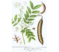 中草药大全―大皂角