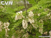 中草药大全―刺槐