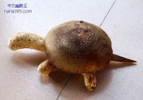 香菇乌龟