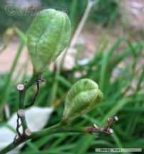 中草药大全―萱草