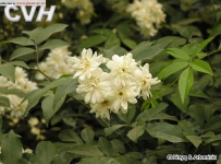 中草药大全―木香花