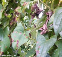 如何防治山药炭疽病