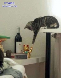 招财猫