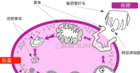 怎样确定排卵期