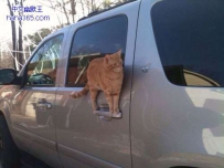 猫咪 你是练杂技出身的吗