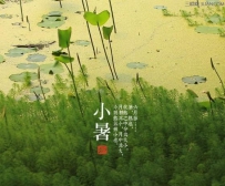 小暑时节大棚西红柿管理技术