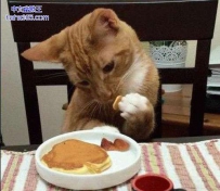 二货喵你这吃相还能更矫情一点么！