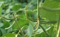 绿豆栽培技术