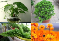 春季用植物去装扮居室