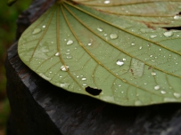 雨水节气中国地域农事