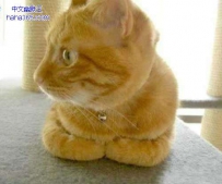 揣手的猫星人（9张）
