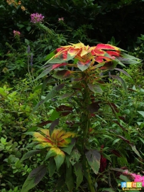 中草药大全―白花苋