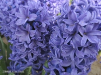 风信子花香有毒吗