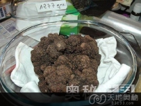法国发现全世界最大的黑松露（图）