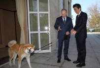如何区分柴犬和秋田犬