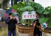 世界上最贵的蔬菜