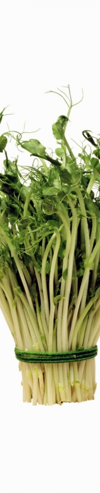日光温室生产绿色大豆芽菜技术