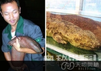 盘点全球10大仍被人类捕食的濒危物种（图）