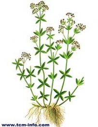 中草药大全―散血丹