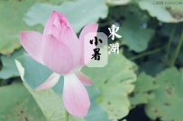 小暑时节种什么