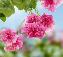 白露时节花卉怎样养护
