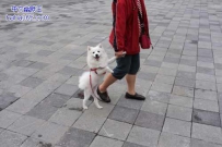 遛狗是一件愉快的事