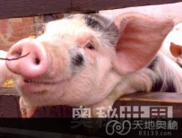 实验证明猪其实很聪明（图）