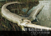 罕见蟒蛇鳄鱼大战，蟒蛇活活被撑死（图）